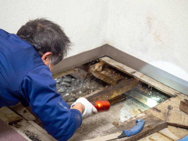 Best Post-Remediation Services in Sullivan City, TX