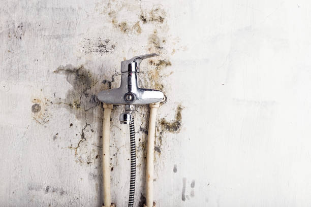 Best White Mold Remediation in Sullivan City, TX