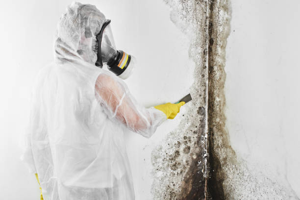 Best Localized Mold Remediation (e.g., coastal areas, humid climates) in Sullivan City, TX