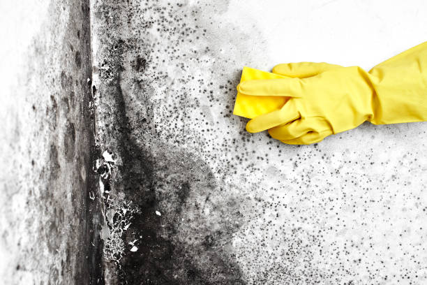 Best Insurance-Related Mold Remediation in Sullivan City, TX