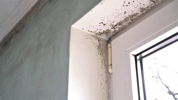 Best Commercial Mold Remediation in Sullivan City, TX