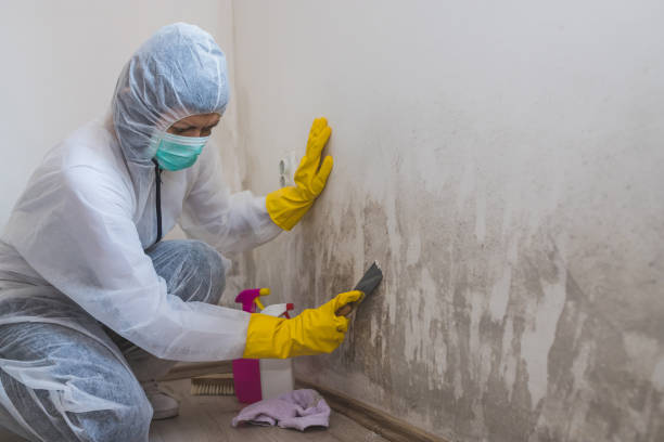 Best Industrial Mold Remediation in Sullivan City, TX