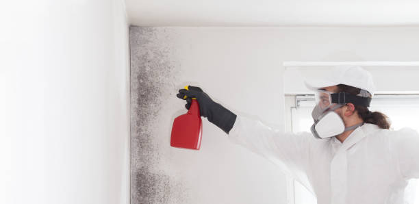 Best HVAC Mold Remediation in Sullivan City, TX