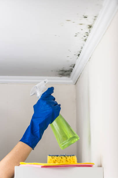 Reliable Sullivan City, TX Mold Remediation Solutions