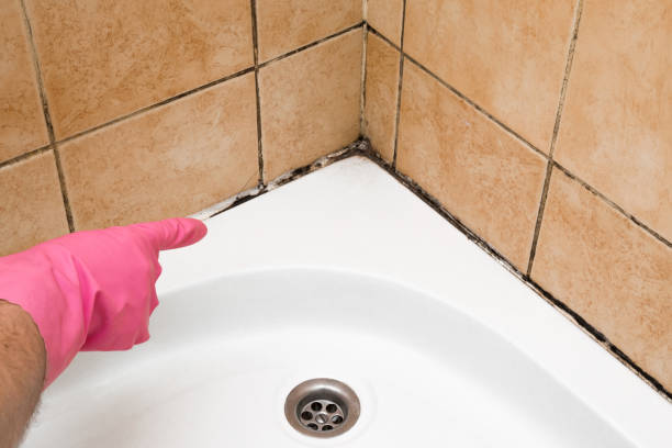 Best Crawl Space Mold Remediation in Sullivan City, TX