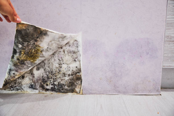 Best Residential Mold Remediation in Sullivan City, TX